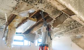 Best Mold Odor Removal Services  in Greenville, OH